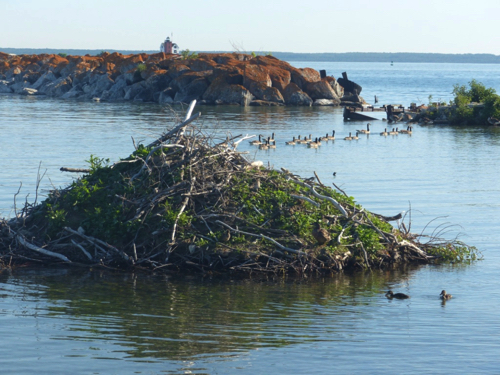 30 - Beavers and Geese
Mackinac Island, MI